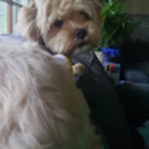 Meet your Posher, Zoe